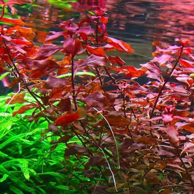 Ludwigia palustris 'Super Red' (etablerad)