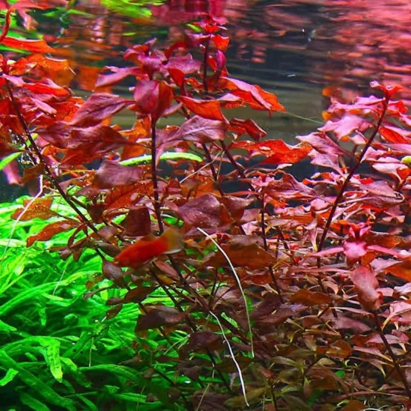 Ludwigia palustris 'Super Red' (etablerad)