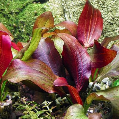 echinodorus-ipica (1)