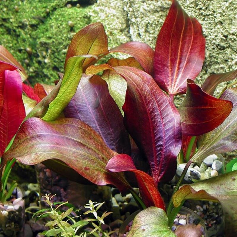 Echinodorus Ipica