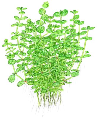 Lindernia rotundifolia
