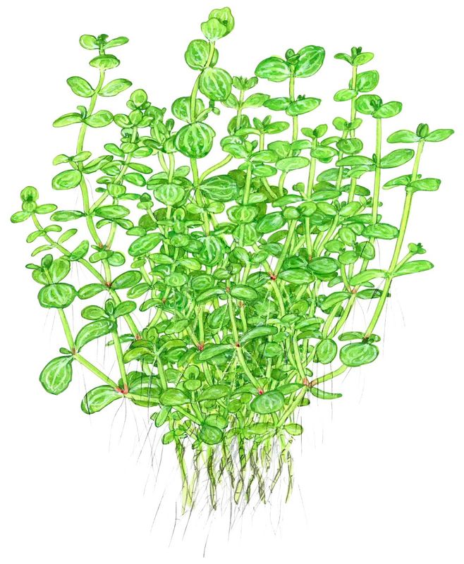 Lindernia rotundifolia
