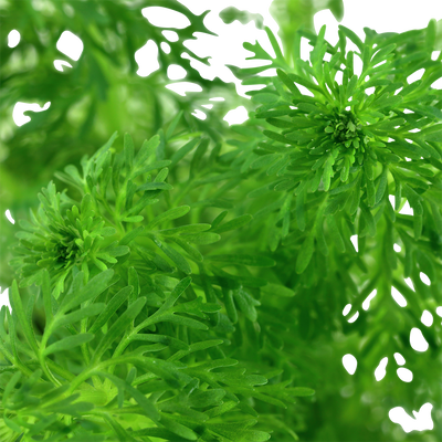 Limnophila sessiliflora