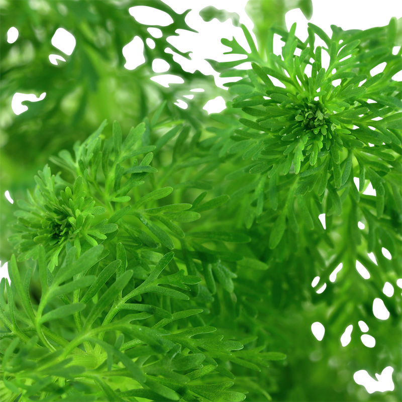 Limnophila sessiliflora