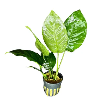 Anubias bateri broad leaf