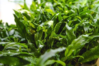 anubias-minima-14278454640721_800x533