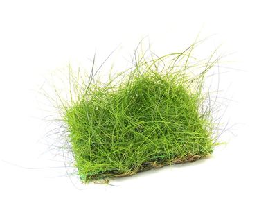 Eleocharis acicularis Etablerad på nät 9x9cm