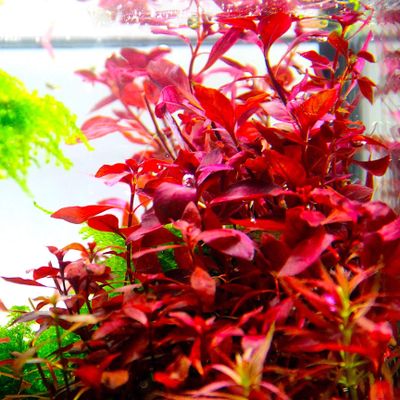Ludwigia palustris 'Super Red' (etablerad)