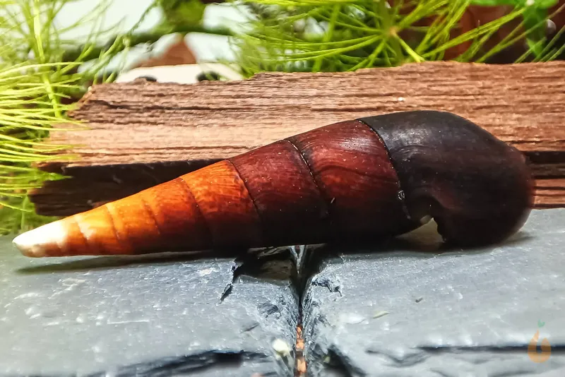 Faunus ater 'Cappuccino'