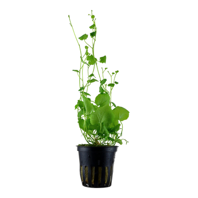 Cardamine lyrata