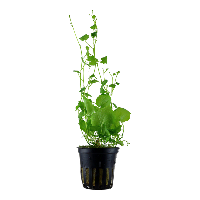 Cardamine lyrata