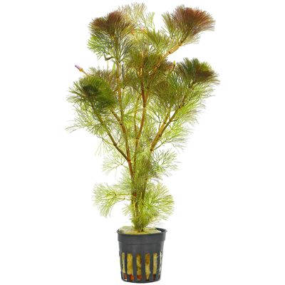 Cabomba furcata