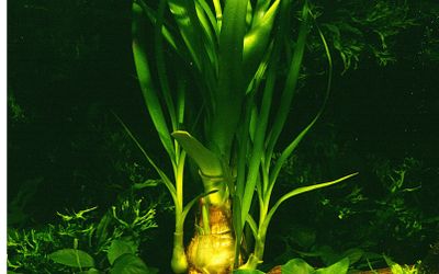 Crinum thaianum