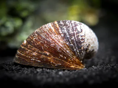 Neritina sp. "Red Lips"