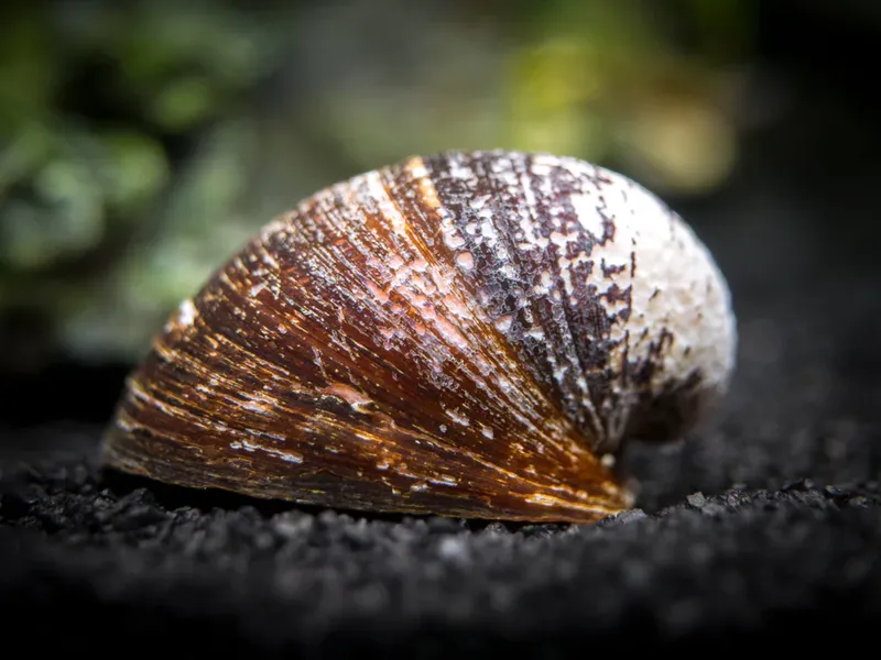 Neritina sp. "Red Lips"