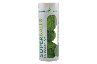 Aegagropila Linnaei Superballs 3st