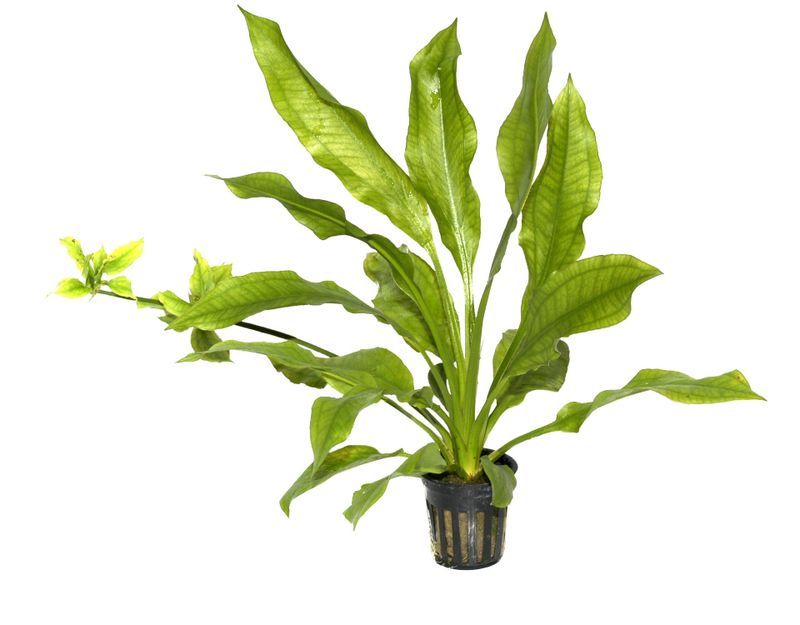 Echinodorus grisebachii 'Bleherae'