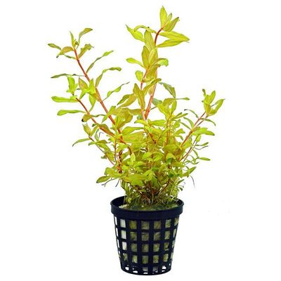ammannia-pedicellata-golden