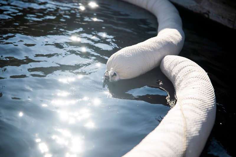 Absorbentläns Olja 13 × 300 cm – Biobaserad Oil Only (4 st)