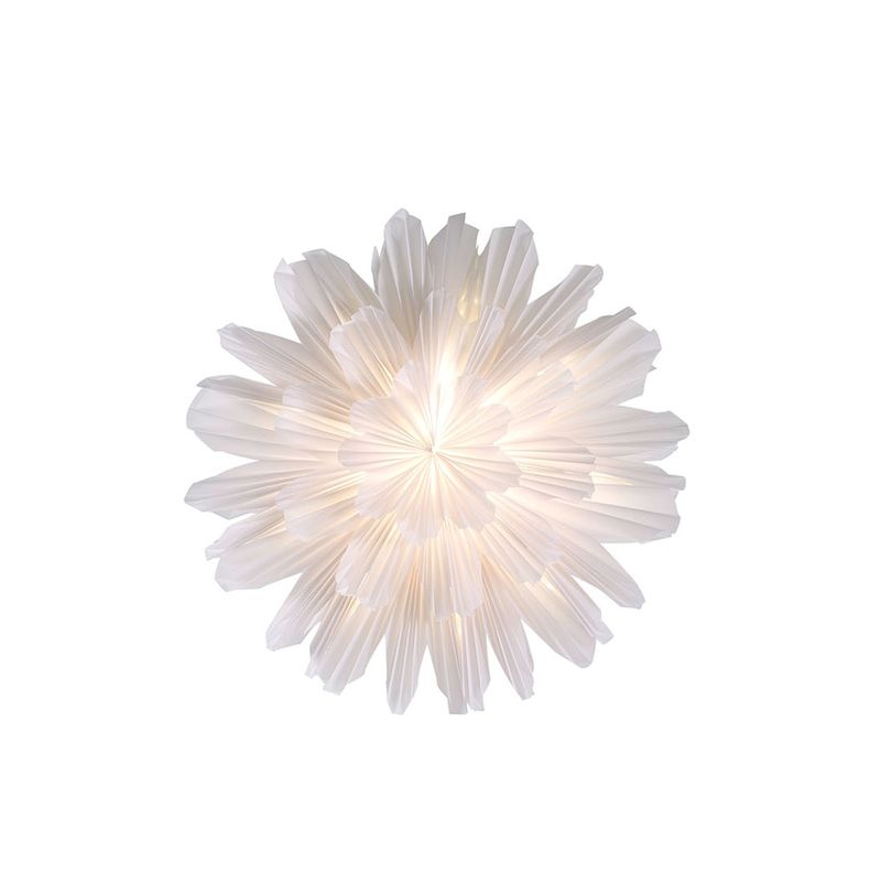 Snöblomma julstjärnor
