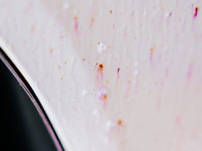 Pureest W1 Flygrostmedel