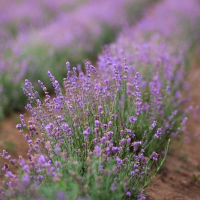 Lavendel