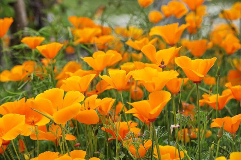 Sömntuta California Poppy