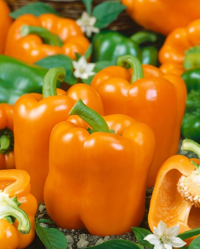 Frö till Paprika Kubista F1 (Capsicum annuum L.) hybrid