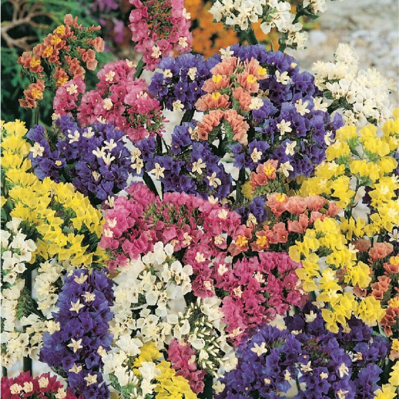 Frö till Risp Färgmix (Limonium sinuatum)