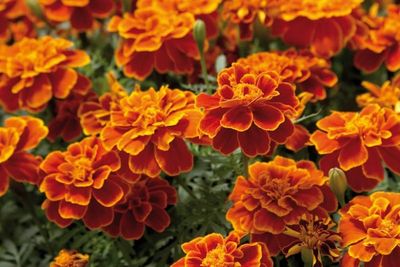 Tagetes