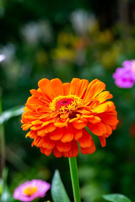 Zinnia Orange Dahlia