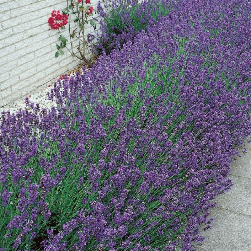 Lavendel Premium