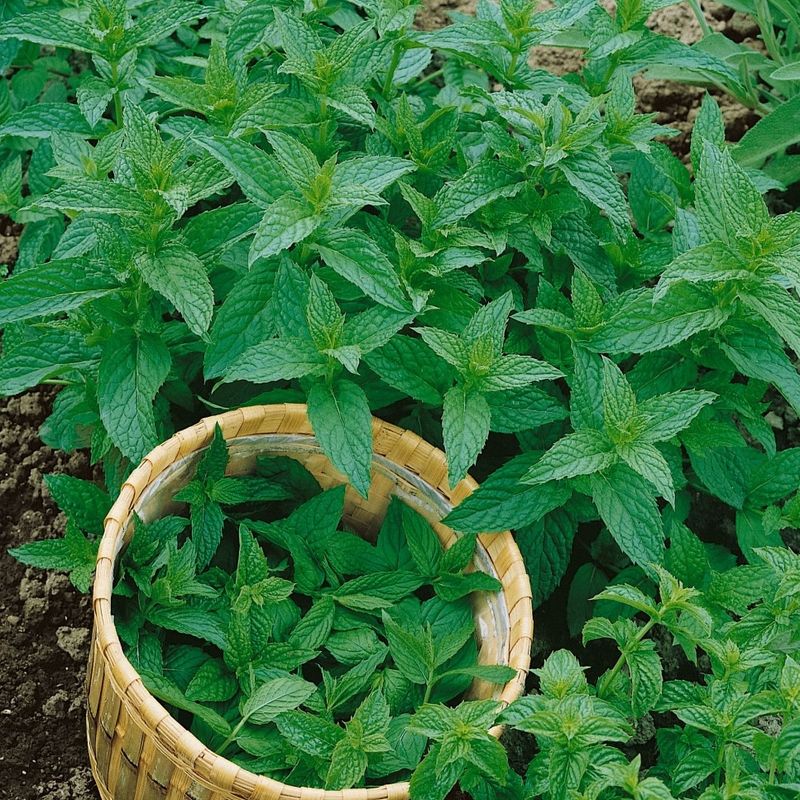 Grönmynta Mojito Mynta