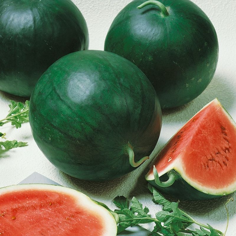 Vattenmelon Lajko II F1