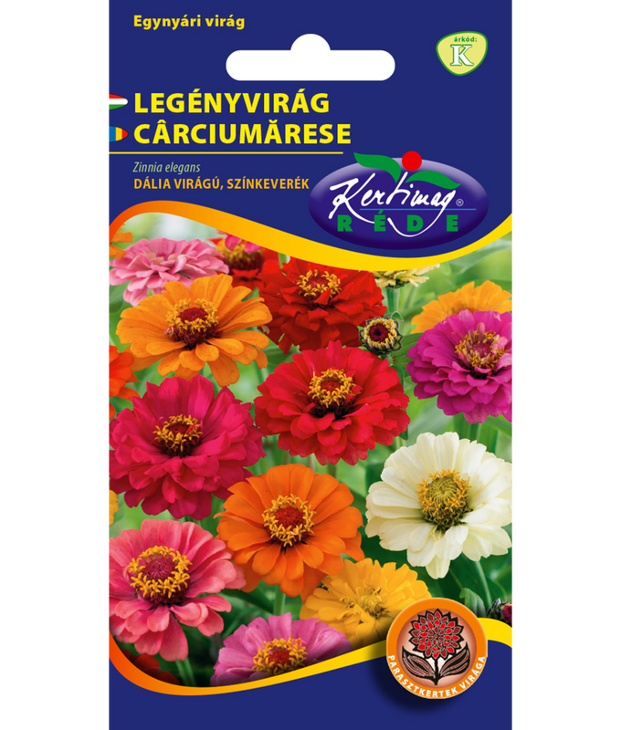 Zinnia Dahlia Färgmix