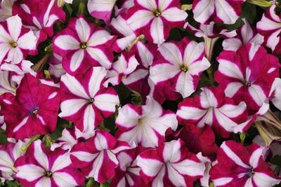 Petunia Stars