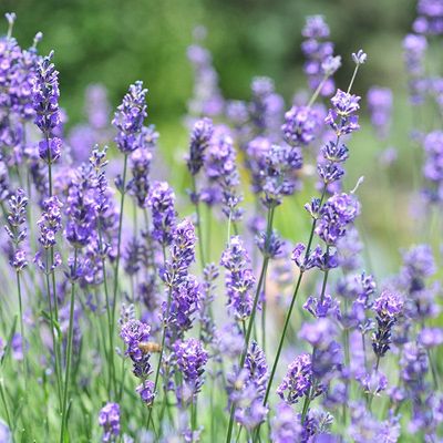 Frö till Lavendel (Lavandula angustifolia)