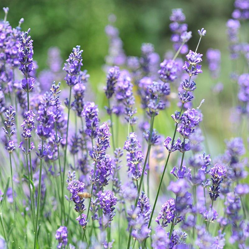 Frö till Lavendel (Lavandula angustifolia)