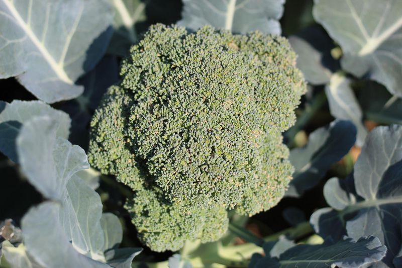 Broccoli Calabrese