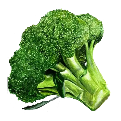 Broccoli Rasmus