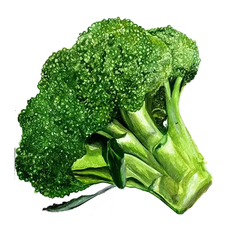 Broccoli Rasmus