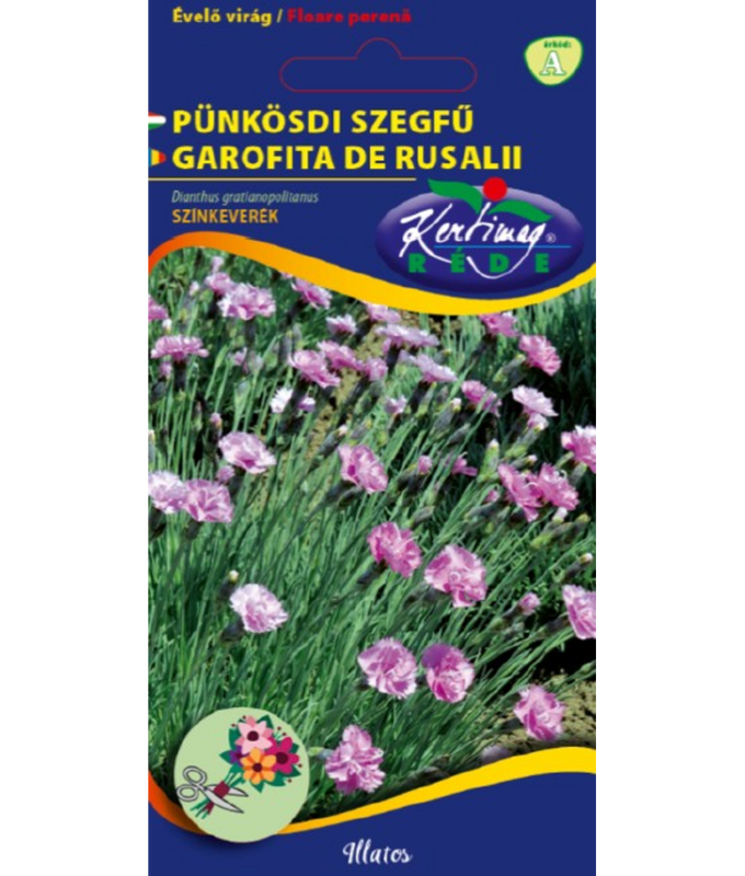 Stor Bergnejlika Grandiflorus