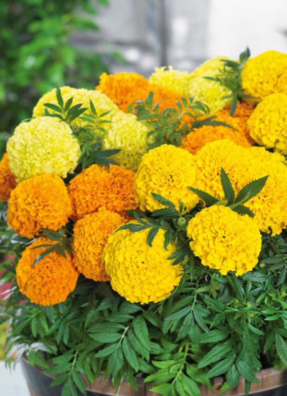 Stor Tagetes