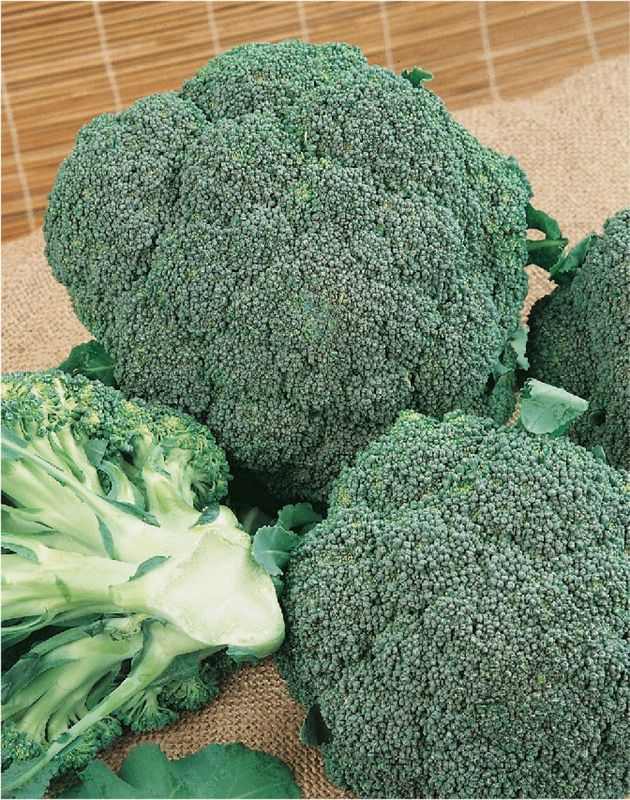 Broccoli Limba