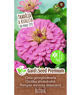 Zinnia Pink Dahlia