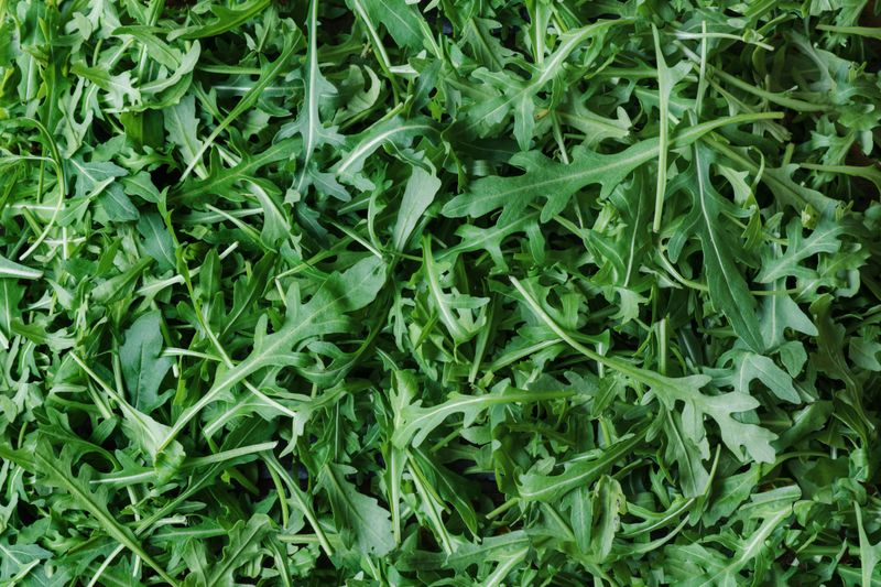 Rucola Wild Rocket