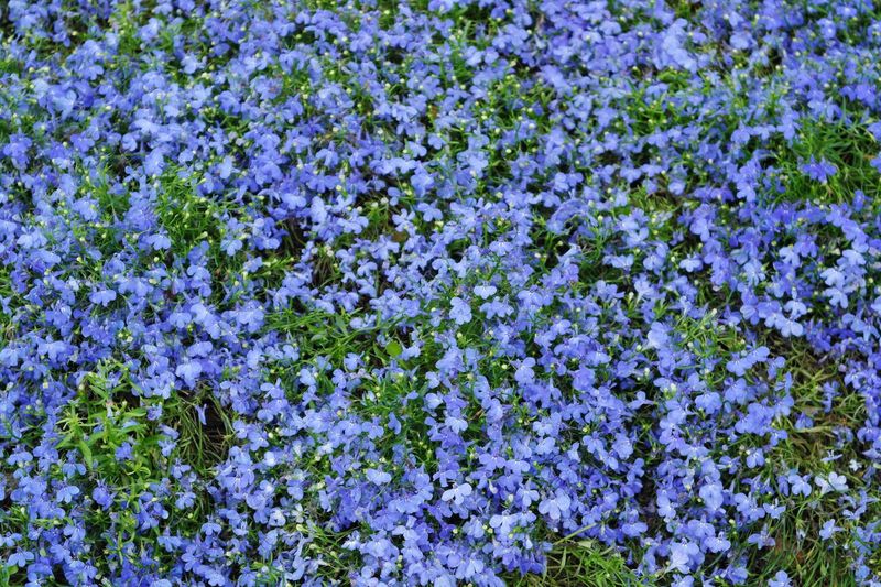 Hänglobelia Blå