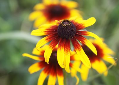 Sommarrudbeckia Gloriosa Daisies