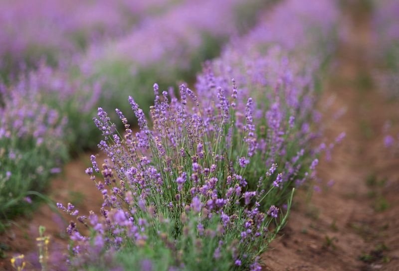 Lavendel