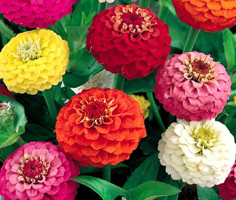 Zinnia Lilliput